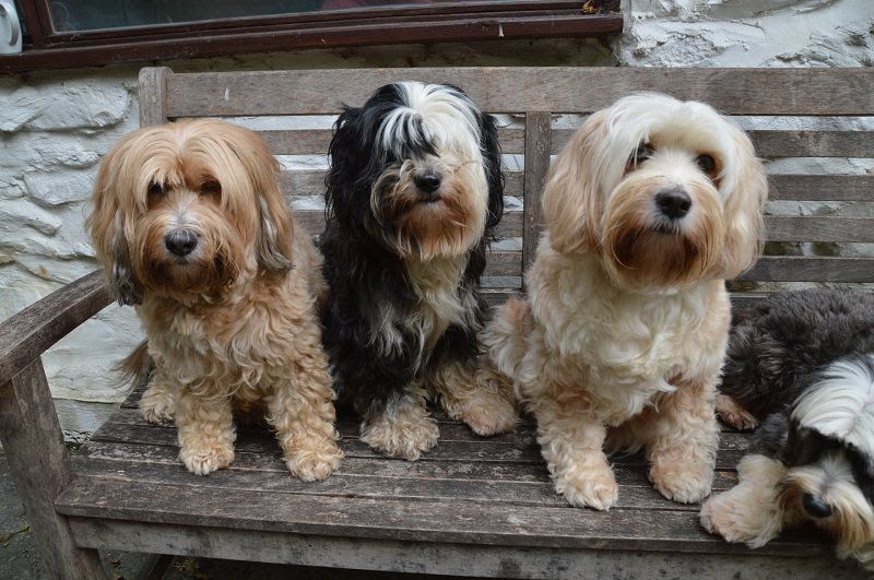 Tibetan Terrier price range. Tibetan Terrier puppies for sale cost