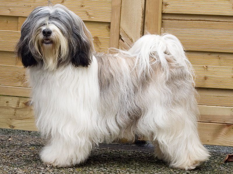 how much are tibetan terrier puppies