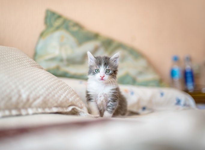 Top 5 Tips That Can Help Your Kitten This Spring!