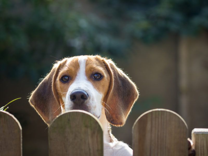 Top 5 ways to keep your dog safe in your backyard