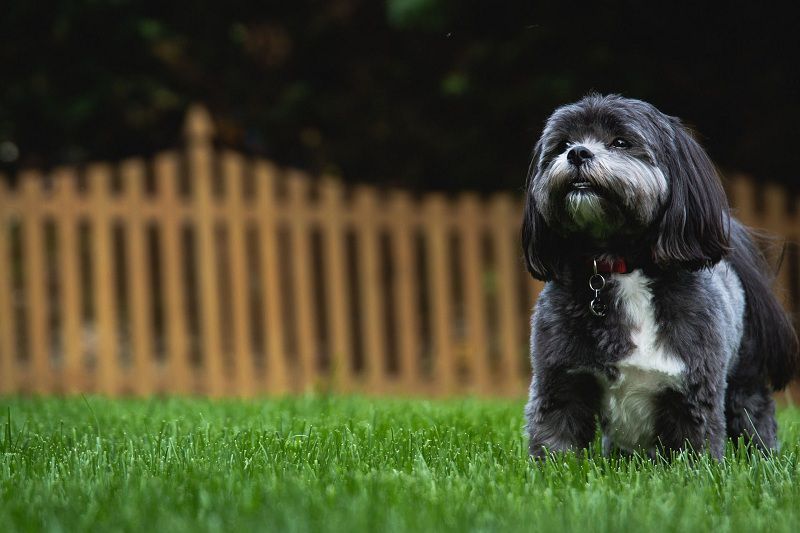 Top 5 ways to keep your dog safe in your backyard
