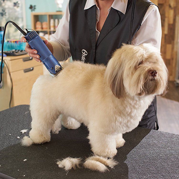 Top Guide How to Use Professional Dog Hair Grooming Clippers