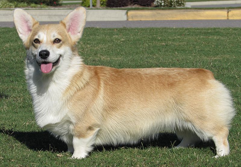 Trifecta Kennel - Pembroke Corgi Breeder in Lexington, South Carolina