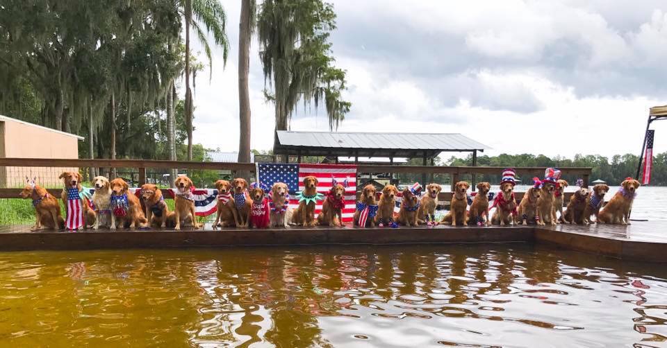 Turbo Retrievers kennel - Breeder in Land O Lakes, Florida