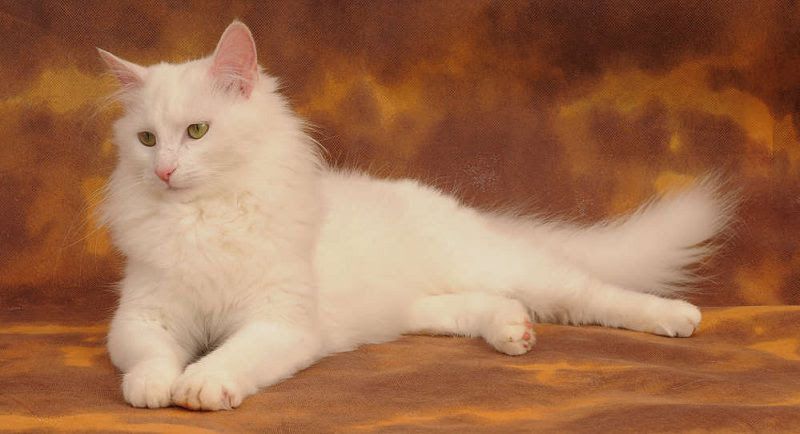 Turkish Angora price & cost range. Where to buy Angora Kittens?