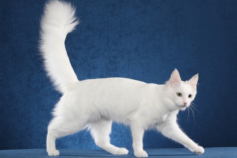 Turkish Angora price range. Angora kittens cost. Where to buy Angora Kittens?