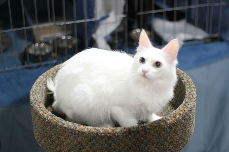 Turkish Angora price & cost range. Where to buy Angora Kittens?