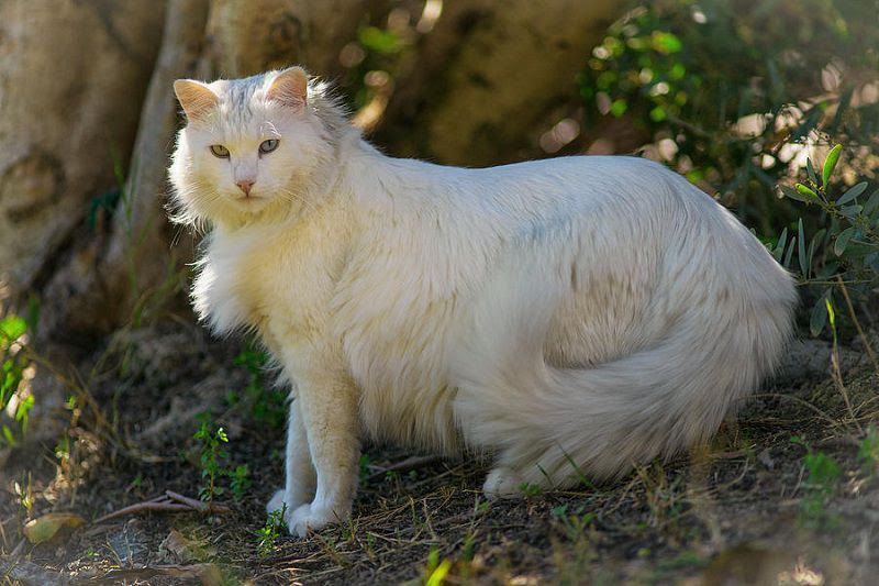 Turkish Angora price & cost range. Where to buy Angora Kittens?