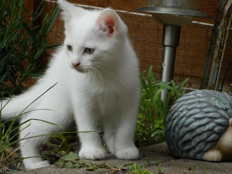 Turkish Angora price & cost range. Where to buy Angora Kittens?