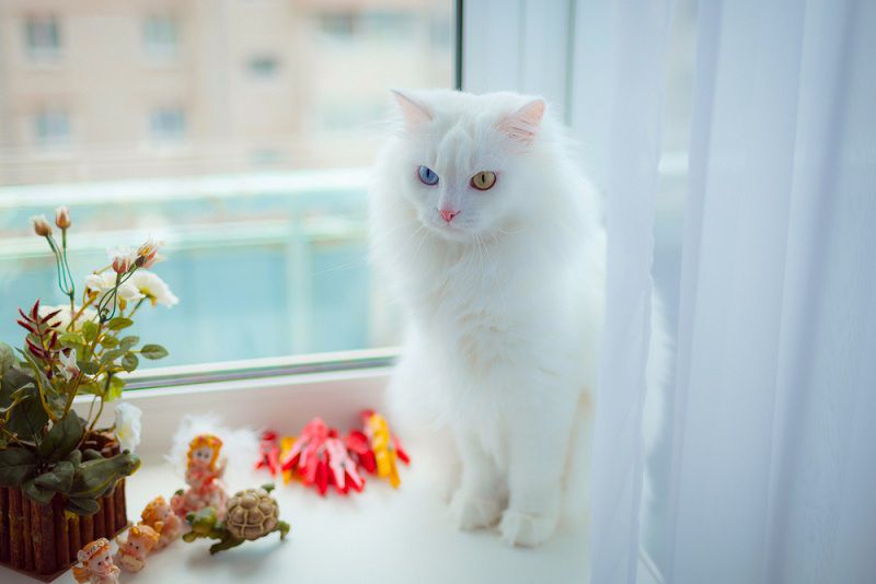 Turkish Angora price & cost range. Where to buy Angora Kittens?