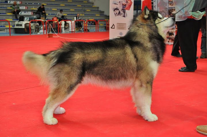 Uyak Alaska Malamutes Kennel - Breeder in Huntington, New York