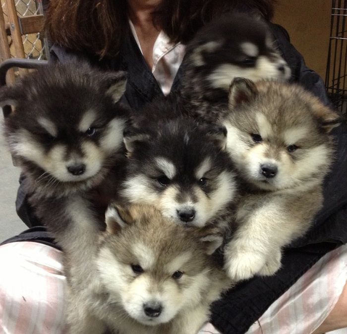 Uyak Alaska Malamutes Kennel - Breeder in Huntington, New York