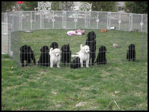 Vic-Tori Standard Poodles - Standard Poodle Breeder in Trenton, Missouri