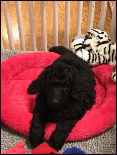 Vic-Tori Standard Poodles - Standard Poodle Breeder in Trenton, Missouri