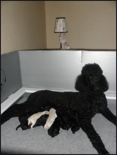 Vic-Tori Standard Poodles - Standard Poodle Breeder in Trenton, Missouri