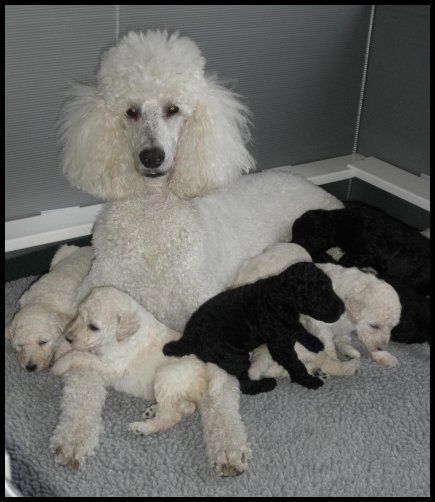 Vic-Tori Standard Poodles - Standard Poodle Breeder in Trenton, Missouri