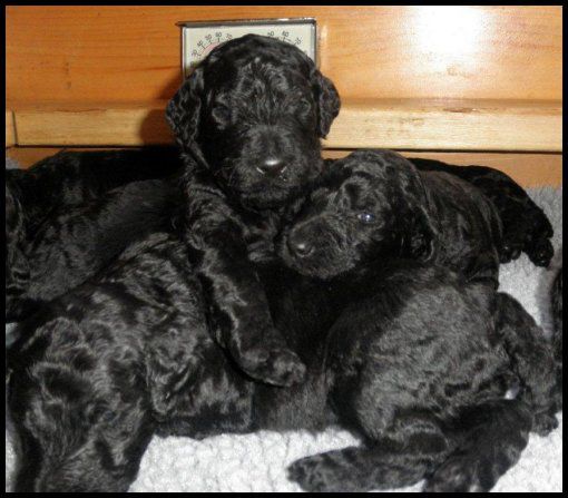 Vic-Tori Standard Poodles - Standard Poodle Breeder in Trenton, Missouri