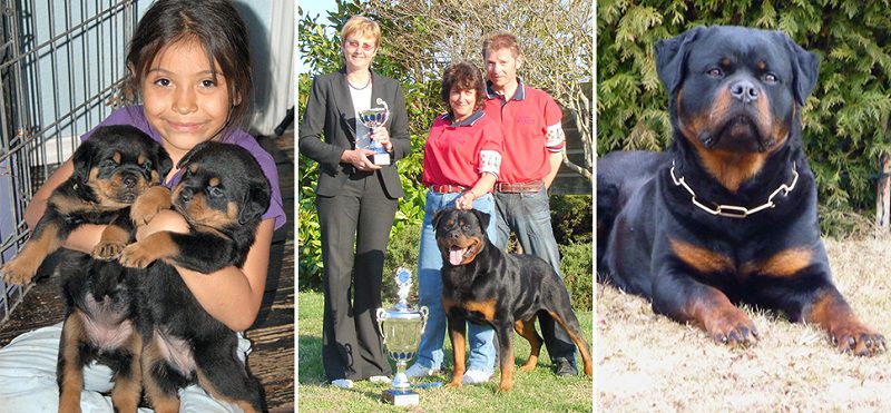 Von Evman Rottweilers kennel, Florida. Rottweiler puppies for sale in Von Evman kennel