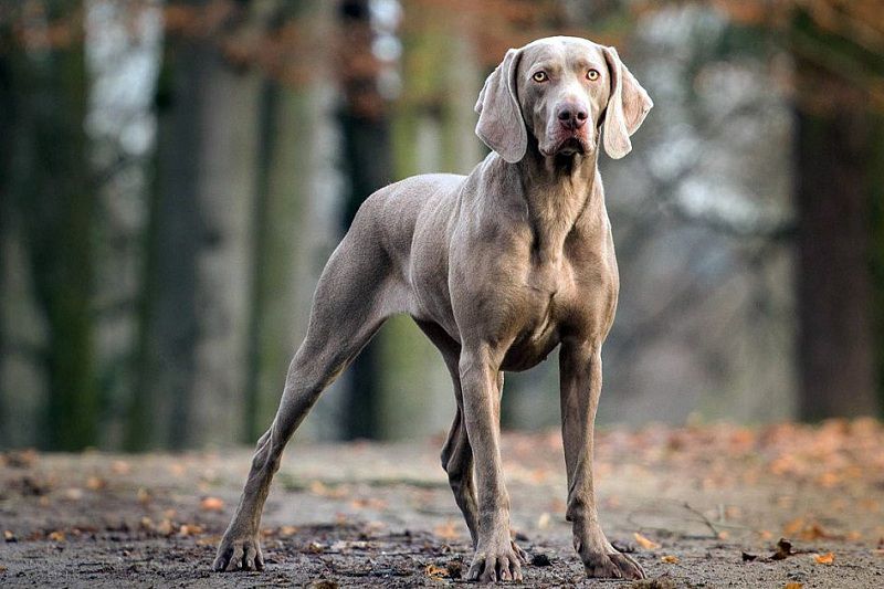 Weimaraner puppies for sale price range? Weimaraner dogs cost?