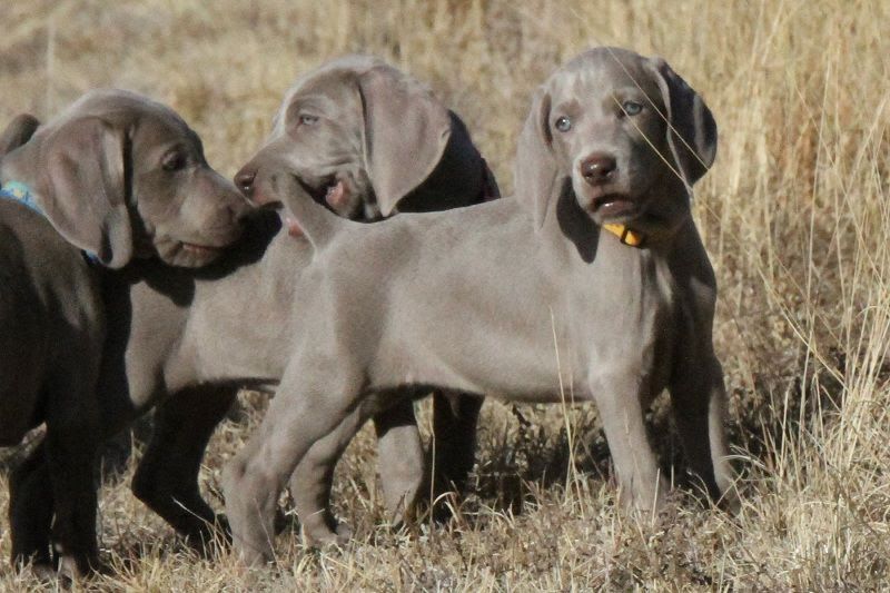 Weimaraner puppies for sale price range? Weimaraner dogs cost?
