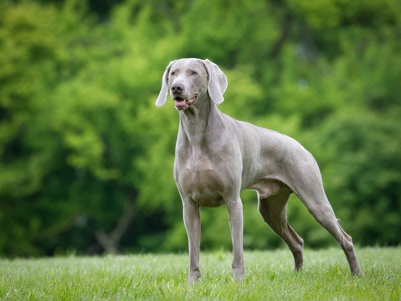 Weimaraner puppies for sale price range? Weimaraner dogs cost?