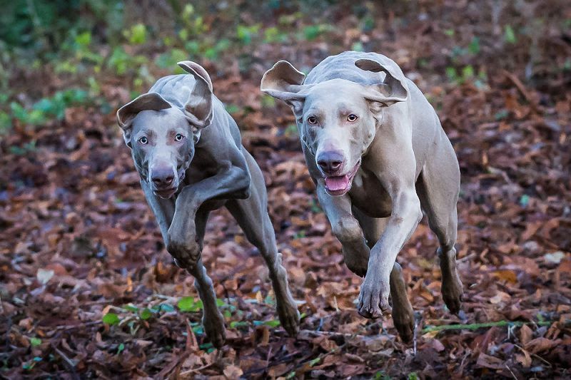 Weimaraner puppies for sale price range? Weimaraner dogs cost?