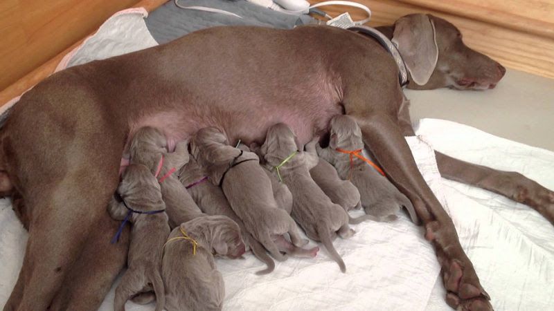 Weimaraner puppies for sale price range? Weimaraner dogs cost?