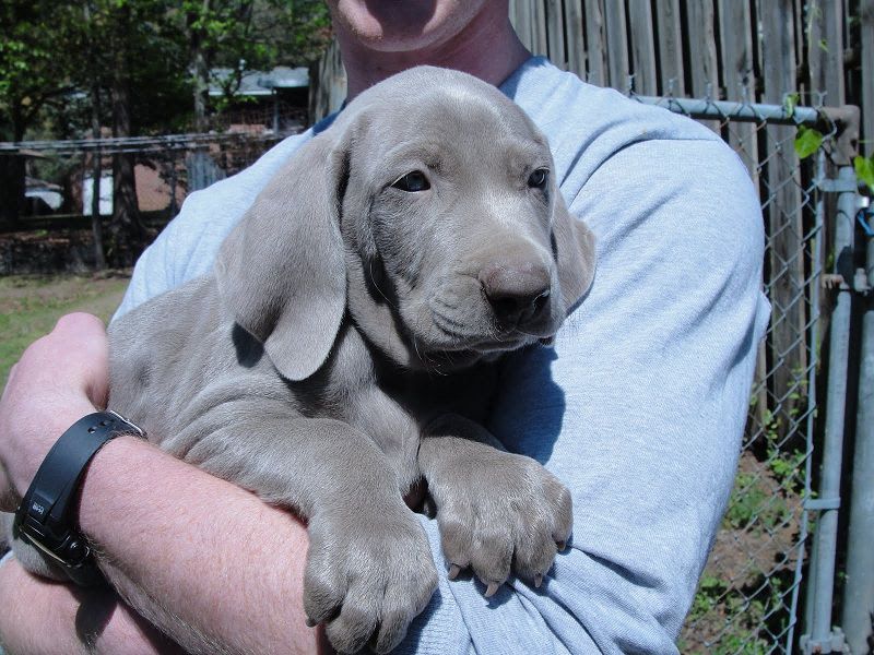 Weimaraner puppies for sale price range? Weimaraner dogs cost?