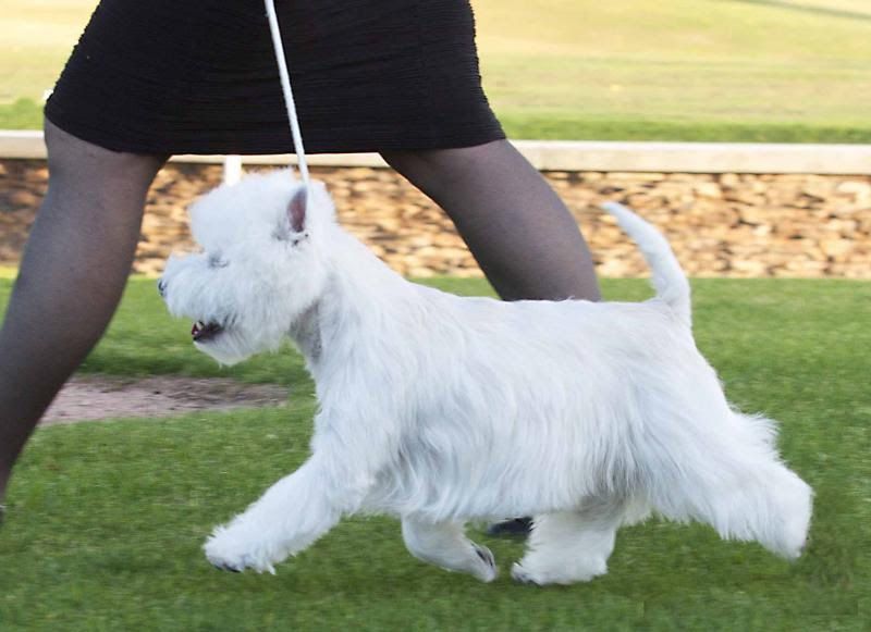 West Highland White Terrier price range. Westie puppies for sale cost