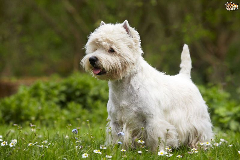West Highland White Terrier price range. Westie puppies for sale cost