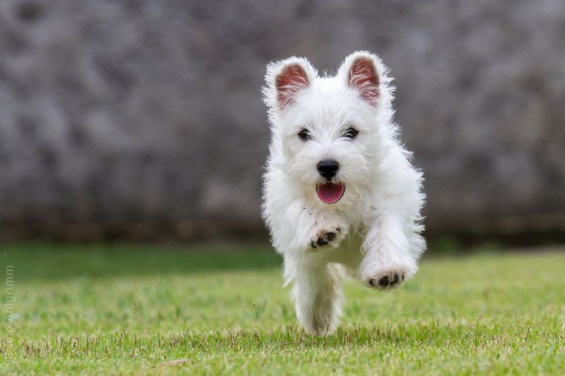 West Highland White Terrier price range. Westie puppies for sale cost