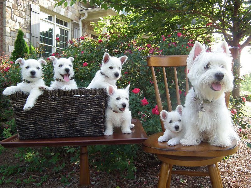 West Highland White Terrier price range. Westie puppies for sale cost