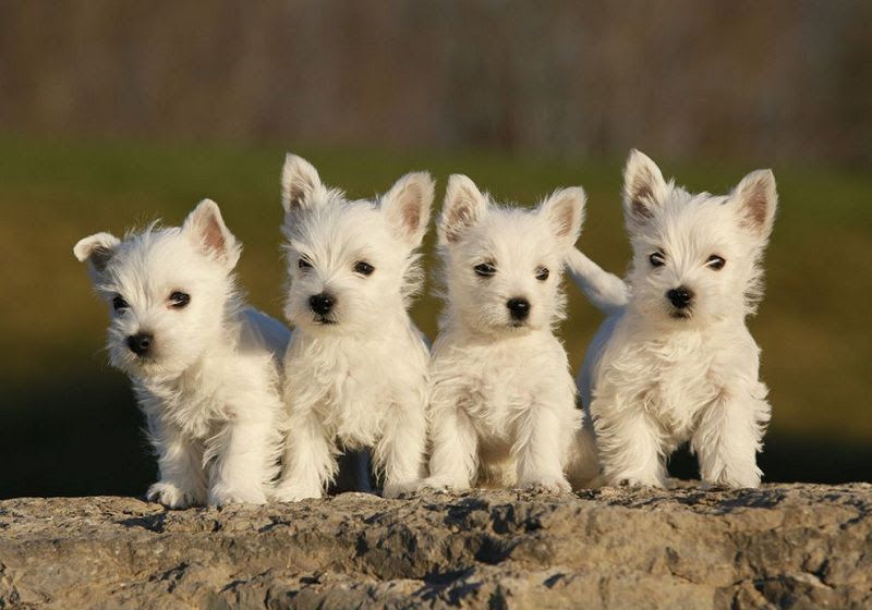 West Highland White Terrier price range. Westie puppies for sale cost