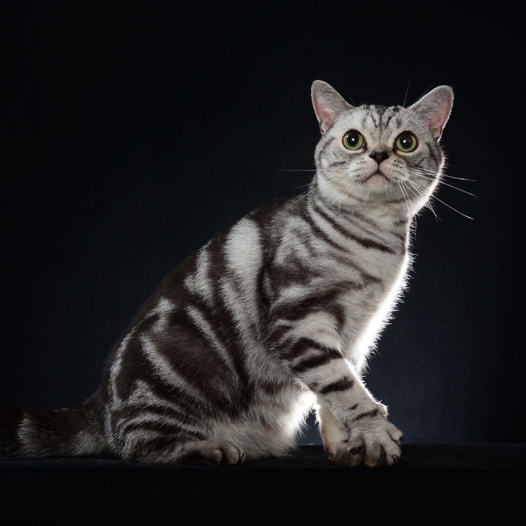 What are the cutest cat breeds - 12 cutest breeds that you love to know