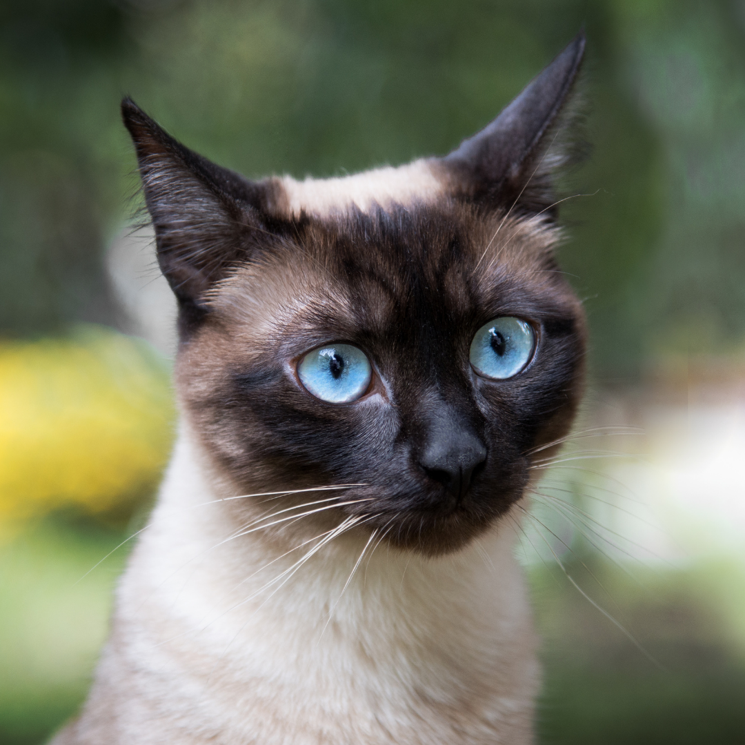 What are the cutest cat breeds - 12 cutest breeds that you love to know