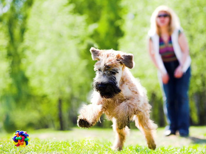 What Are The Most Popular Dog Breeds In London?