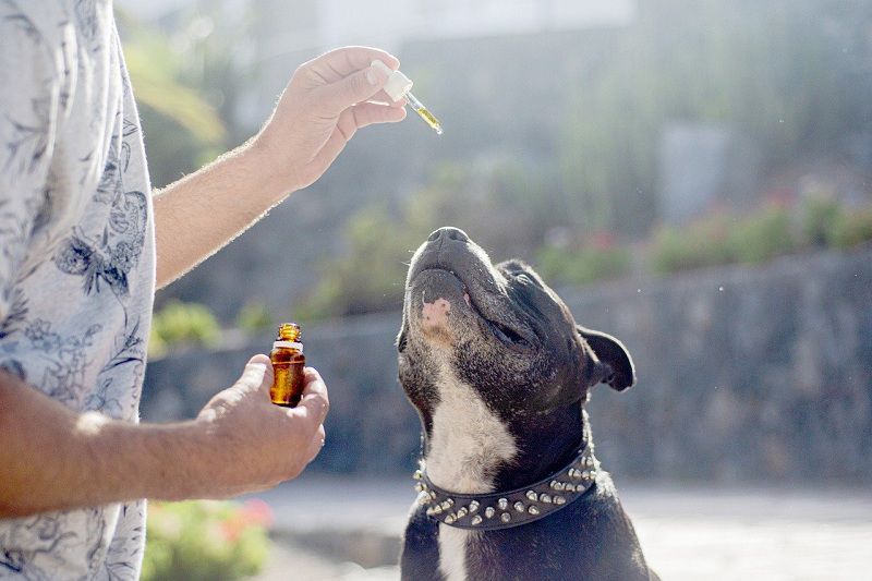 What Dog Owners Need To Know About CBD Oil For Dogs