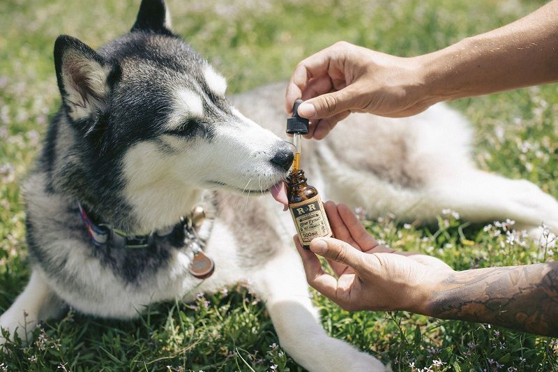What Dog Owners Need To Know About CBD Oil For Dogs