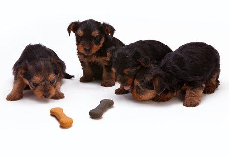 Why Won’t Your Puppy Eat His Dog Food?