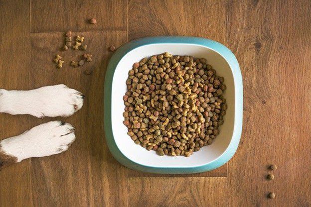 Why Won’t Your Puppy Eat His Dog Food?