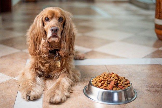 Why Won’t Your Puppy Eat His Dog Food?