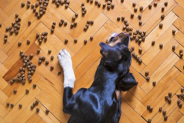 Why Won’t Your Puppy Eat His Dog Food?