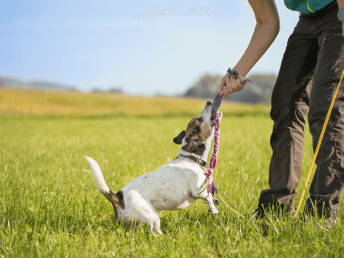 Workouts for Dogs: 7 Exercises to Help Your Pet Get in Shape