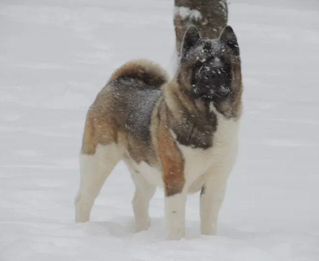 Xtreme Akitas kennels - Breeder in Delaware. Akita price in Delaware