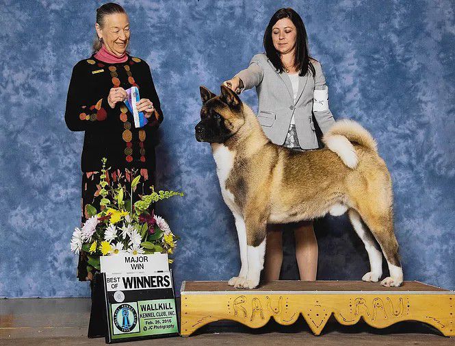 Xtreme Akitas kennels - Breeder in Delaware. Akita price in Delaware