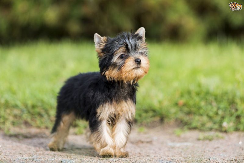 Yorkshire Terrier price range. How much does a Yorkie puppy cost?