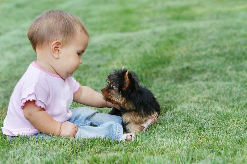 Yorkshire Terrier price range. How much does a Yorkie puppy cost?