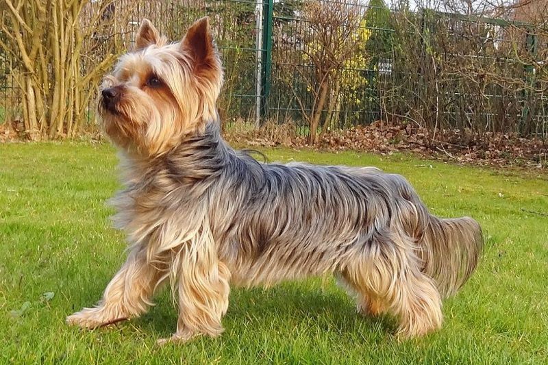 Yorkshire Terrier price range. How much does a Yorkie puppy cost?