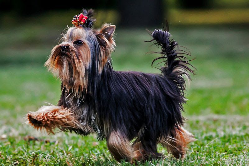 Yorkshire Terrier price range. How much does a Yorkie puppy cost?