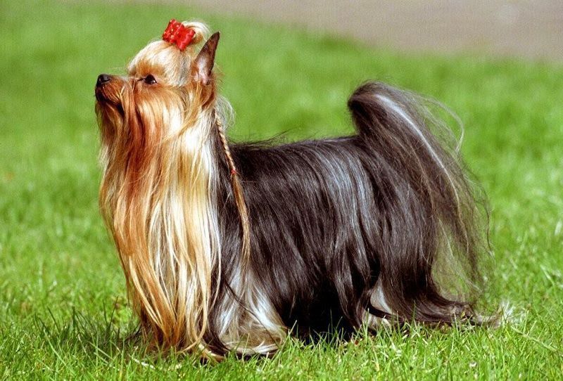 Yorkshire Terrier price range. How much does a Yorkie puppy cost?